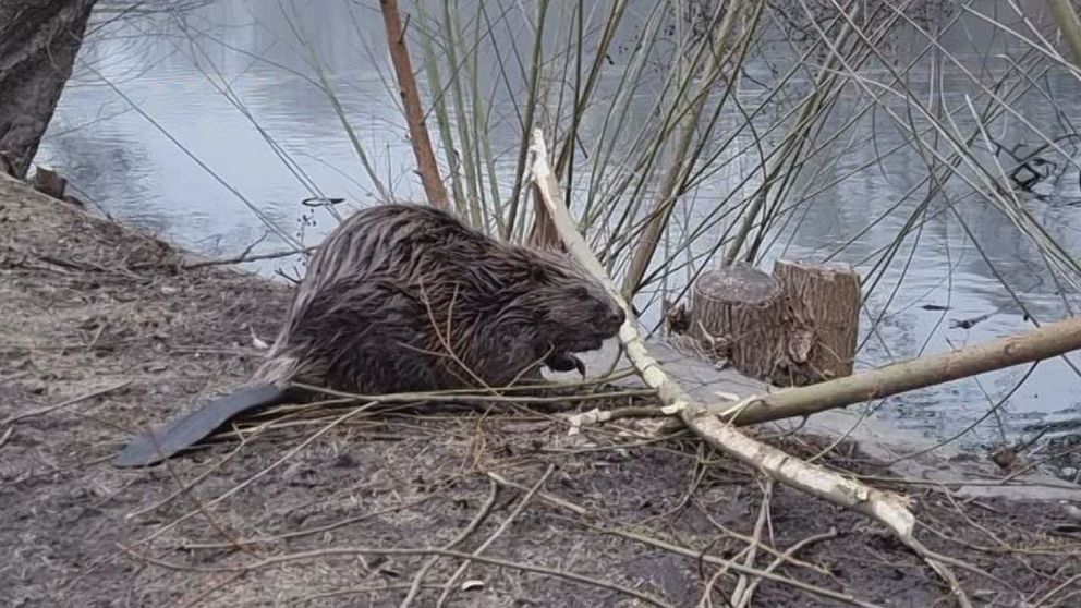 Bäver vid Motala ström i Norrköping