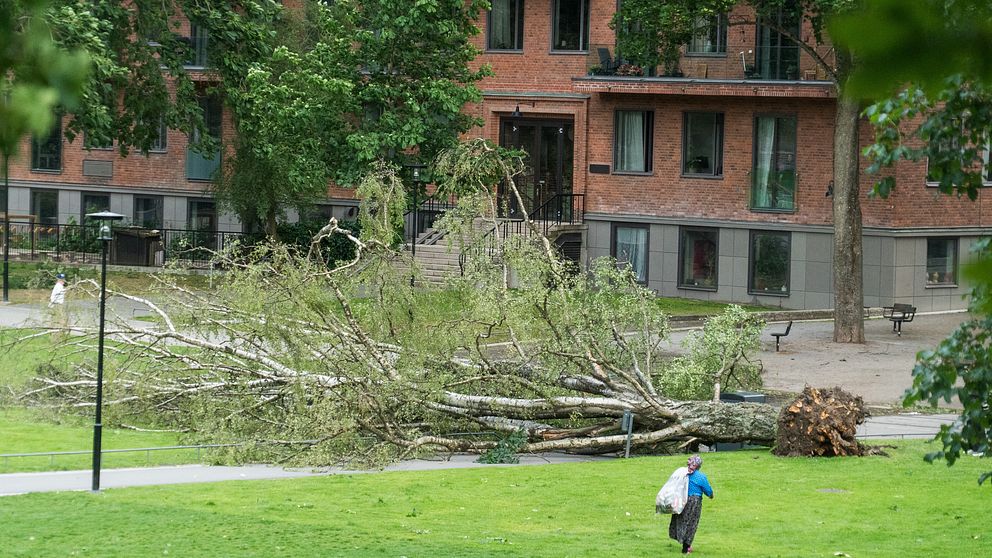 Kraftiga vindar i Stockholm – skador och trafikkaos av fallande träd ...