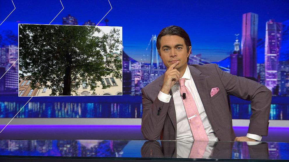 Messiah Hallberg i Svenska Nyheter med ett träd i bildrutan