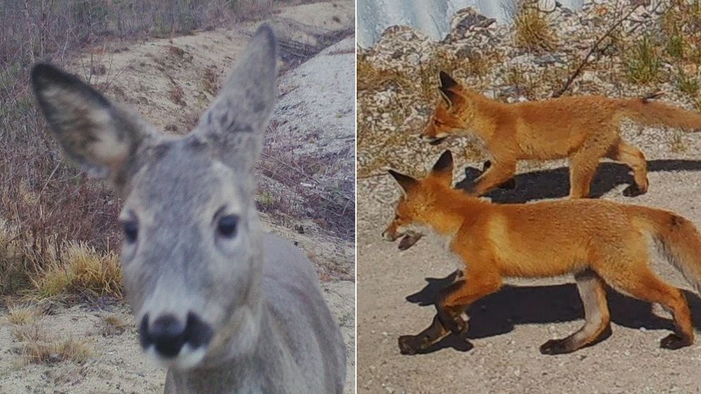 En delad bild som visar två sektioner: Till vänster syns ett rådjur med gråaktig päls, det står på en grusig plats med vegetation i bakgrunden. Till höger ses två rödaktiga rävar som springer över en grusväg med en ljus bakgrund.