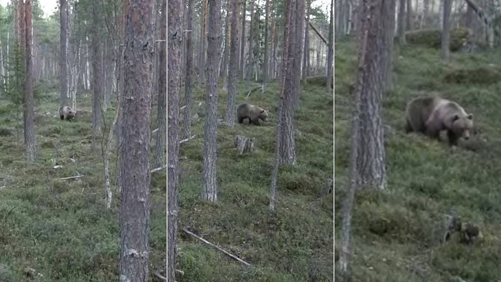 En delad bild som visar en brun björn som rör sig genom en skog med granar och tät undervegetation.