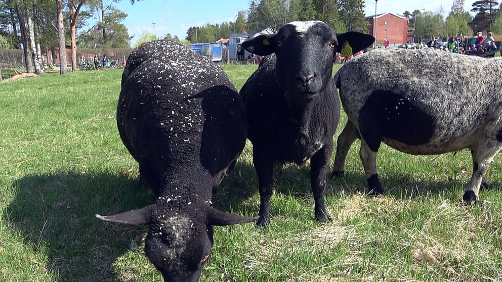 Får på grönbete med publik i bakgrunden