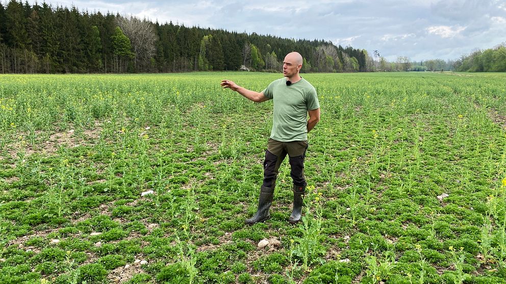 En man som står i ett grönskande rapsfält med glesa plantor. Mannen heter Henrik Thörn och är lanbrukare i Liatorp i Ronneby kommun.