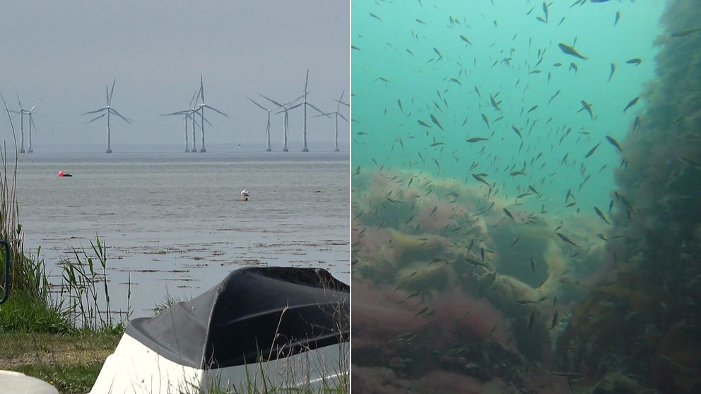Till vänster: Vindkraftsparken Lillgrund, strax söder om Öresundsbron. Till höger: Fiskar i Öresund taget under vattnet.