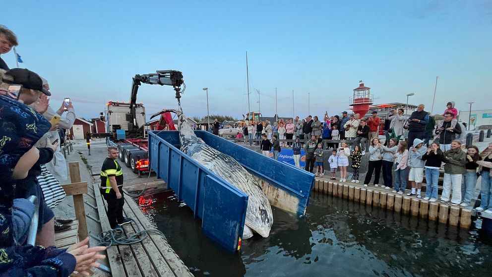 Död val lyfts upp i container i hamnen i Skanör. Människor står och tittar på.