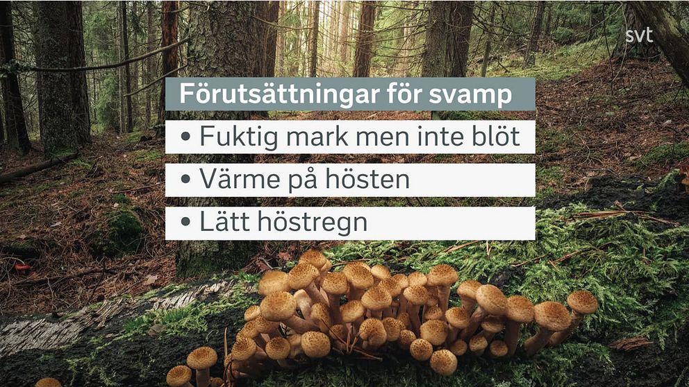 Olika svampar gillar olika väder men några saker har de gemensamt.