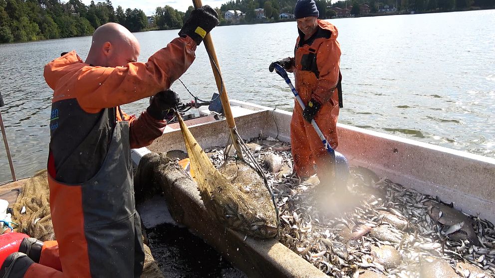 Två män i gul skyddsdräkt håller på att reduktionsfiska med en håv. Fisken slängs in i en båt.