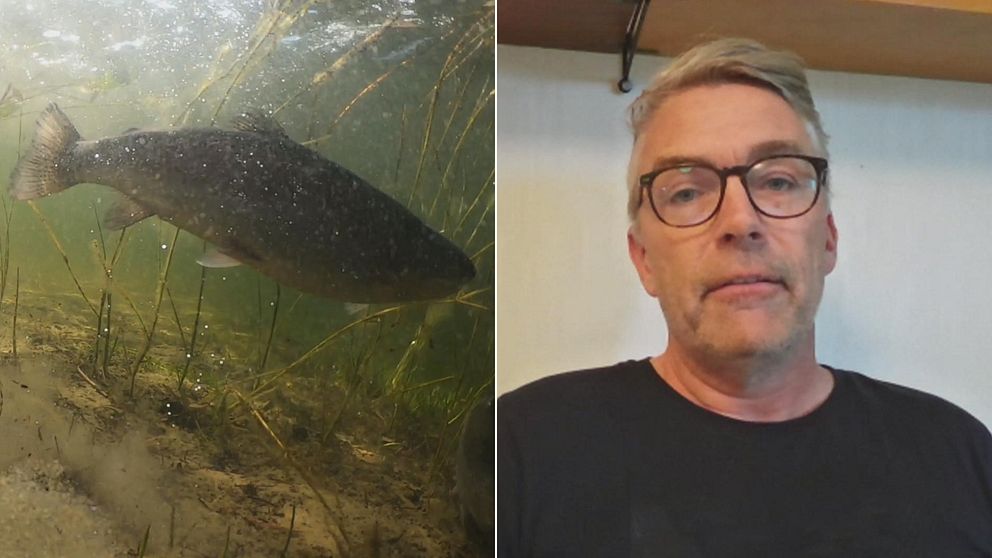 t.v: en fisk. t.h: Tomas Brodin