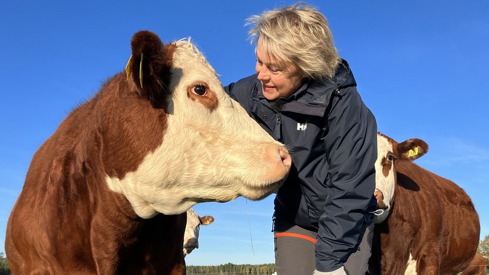 Lantbrukaren Gunilla Östangård står bredvid en ko, lutar sig mot henne och ser henne i ögonen. Den bruna kon med vitt huvud tittar tillbaka på Gunilla Östangård. Bakom dem är himlen blå och fler kor står och tittar rakt fram.