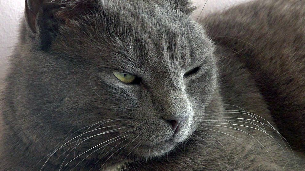 Katter