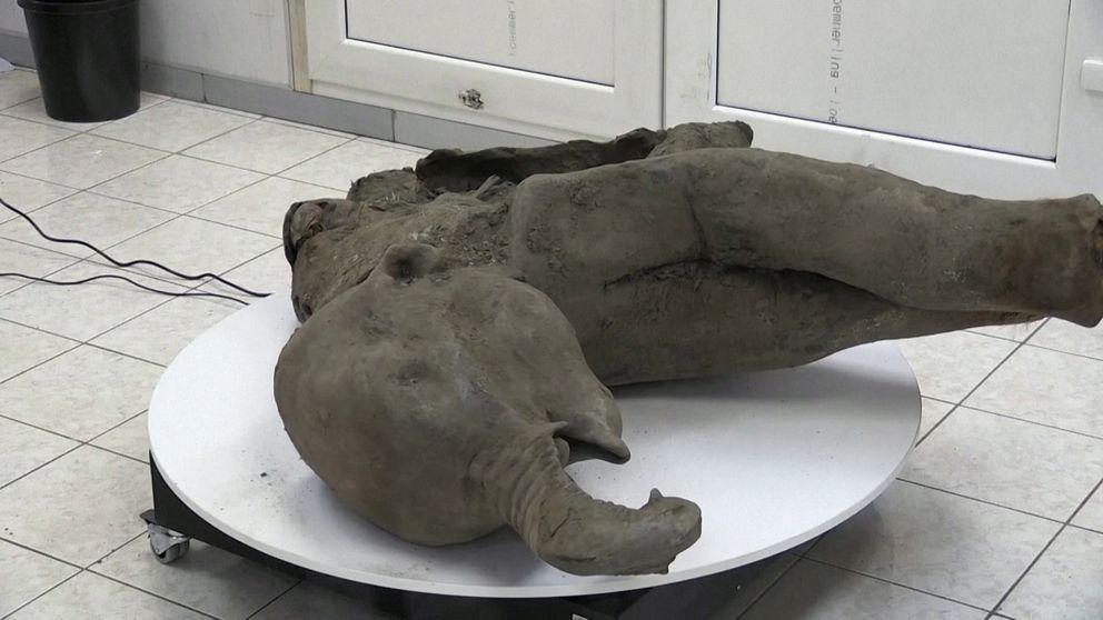 Mammutunge funnen efter 50 000 år i SIbirien.