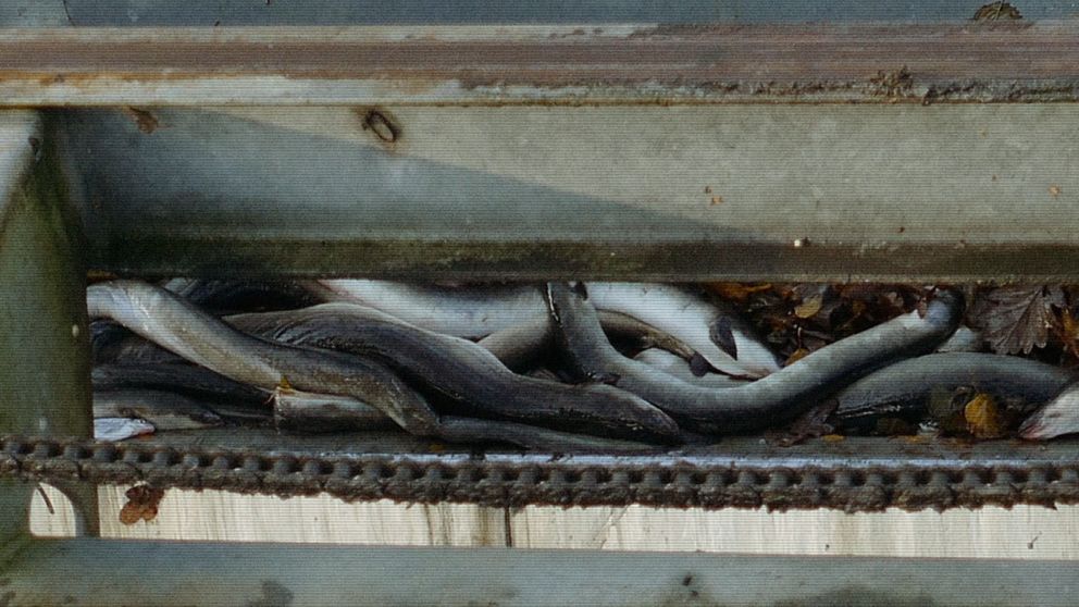 Ålar ligger döda bakom en metallram, med några löv och skräp synligt i bakgrunden.