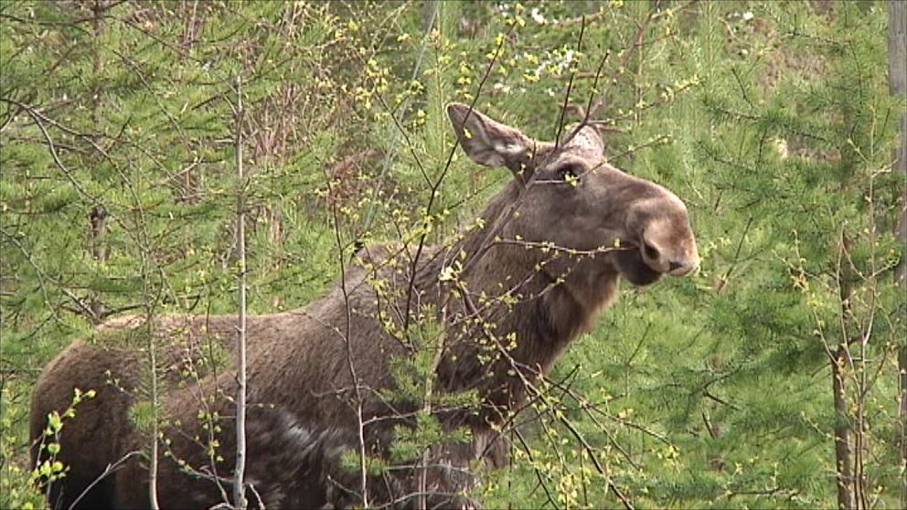 En älg betar på en ung trädplanta. I bakgrunden granskog.