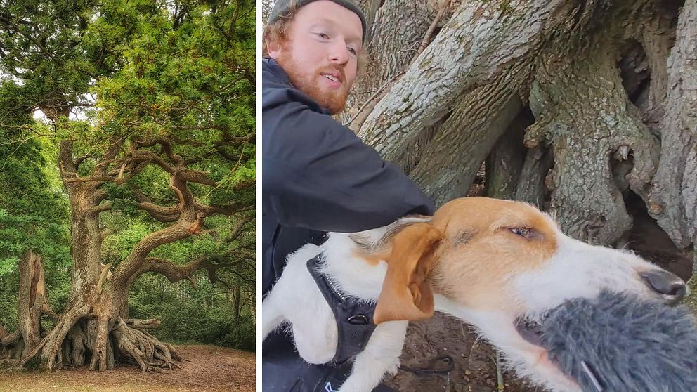 En knotig ek vid Vombsjön. Man med hund som biter i puffskydd till mikrofon.