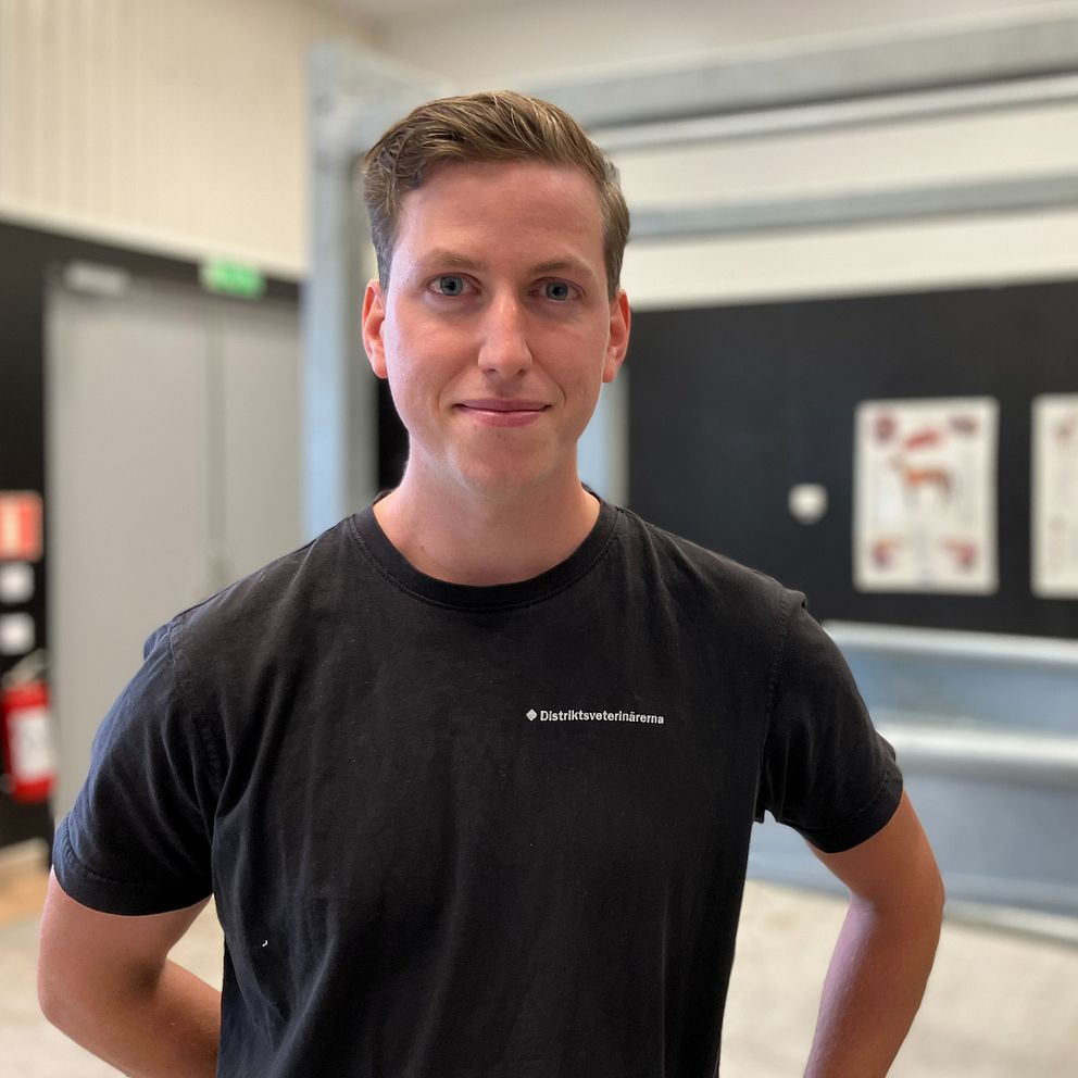 Veterinären Gustav West står i ett rum för hästar på kliniken. Till höger en bild den gula växten stånds som håller på att blomma över.