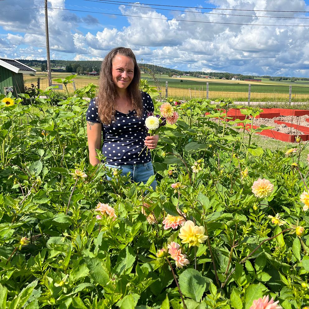 blomodlare vid sin blomsterträdgård – med dahlior i handen