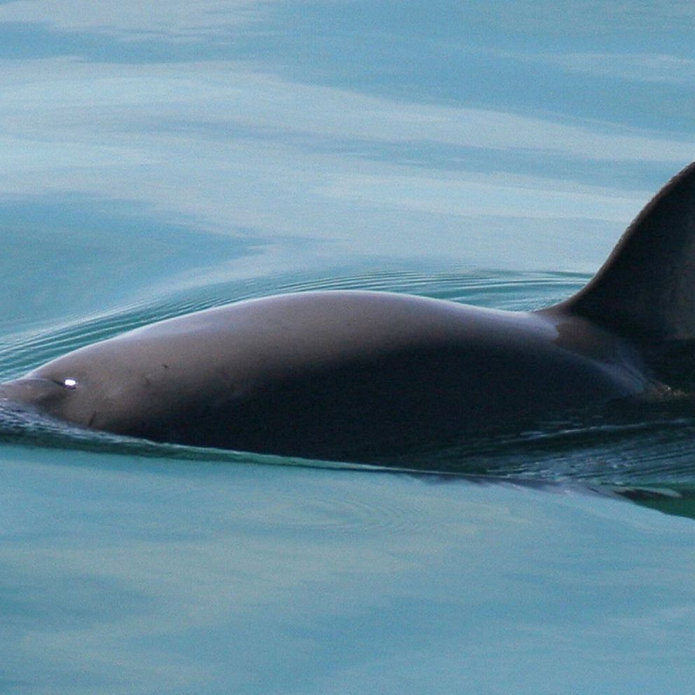 Tumlare samt Ulf Lindahl, marinbiolog vid Länsstyrelsen Blekinge.