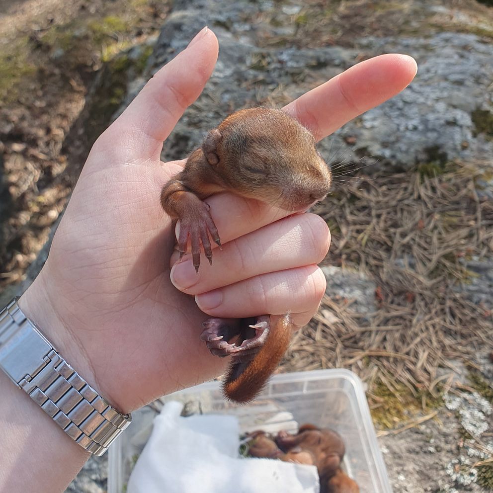 Ekorrunge i en hand.