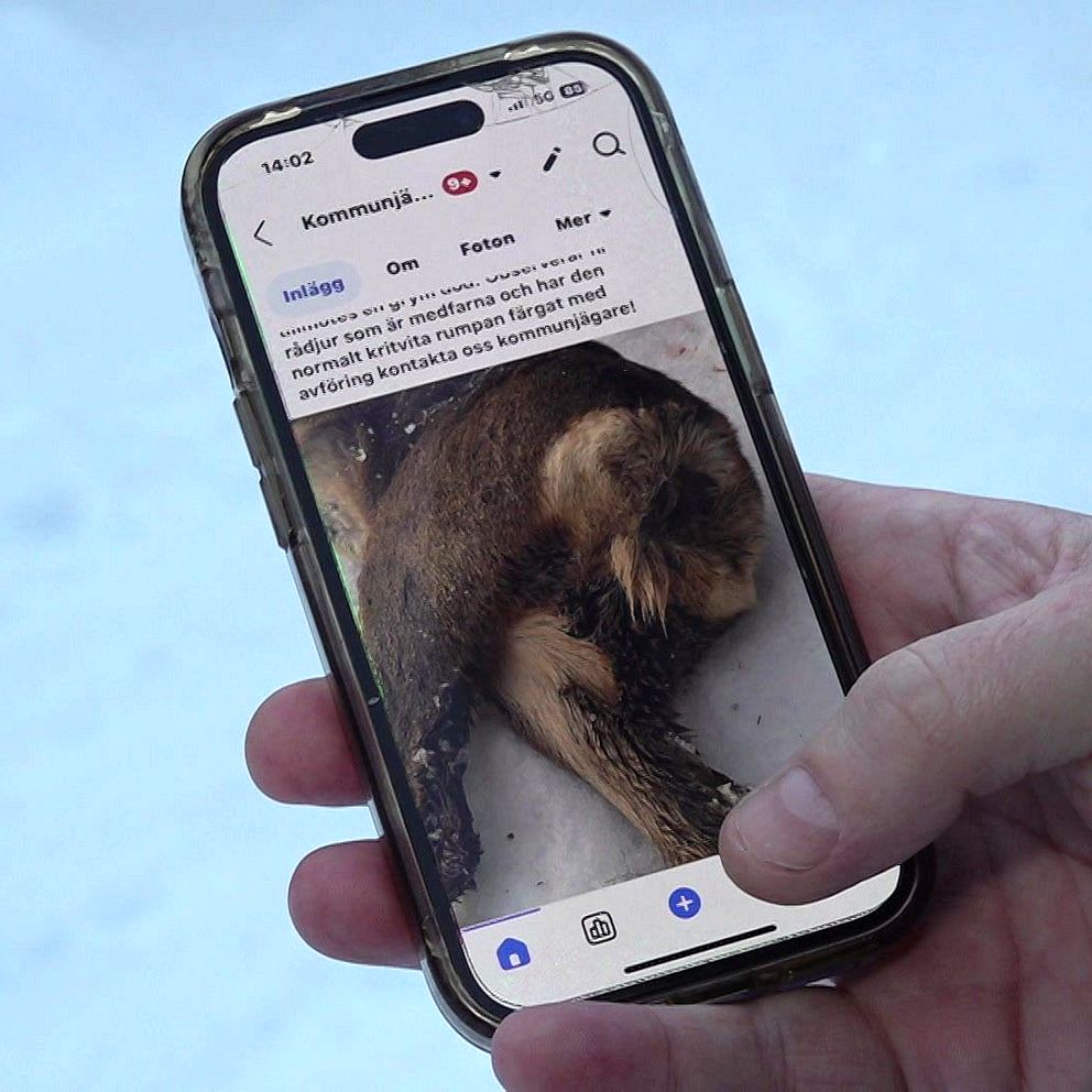 Hand håller en mobiltelefon med bild av ett sjukt rådjur på skärmen. Snöig bakgrund.
