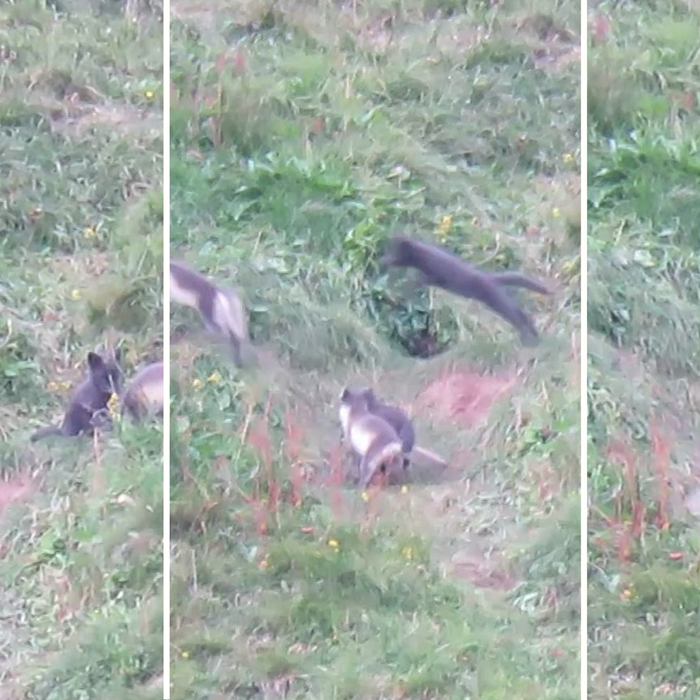Tre sektioner av en delad bild som visar en grupp vargar i en grönskande äng. I den första sektionen ligger en räv på marken, medan andra rävar står i närheten. I den andra sektionen hoppar en varg framåt, och i den tredje sektionen syns en annan räv som står upp och ser mot kamera, med flerarävar i bakgrunden. Området är rikt på gräs och växtlighet.