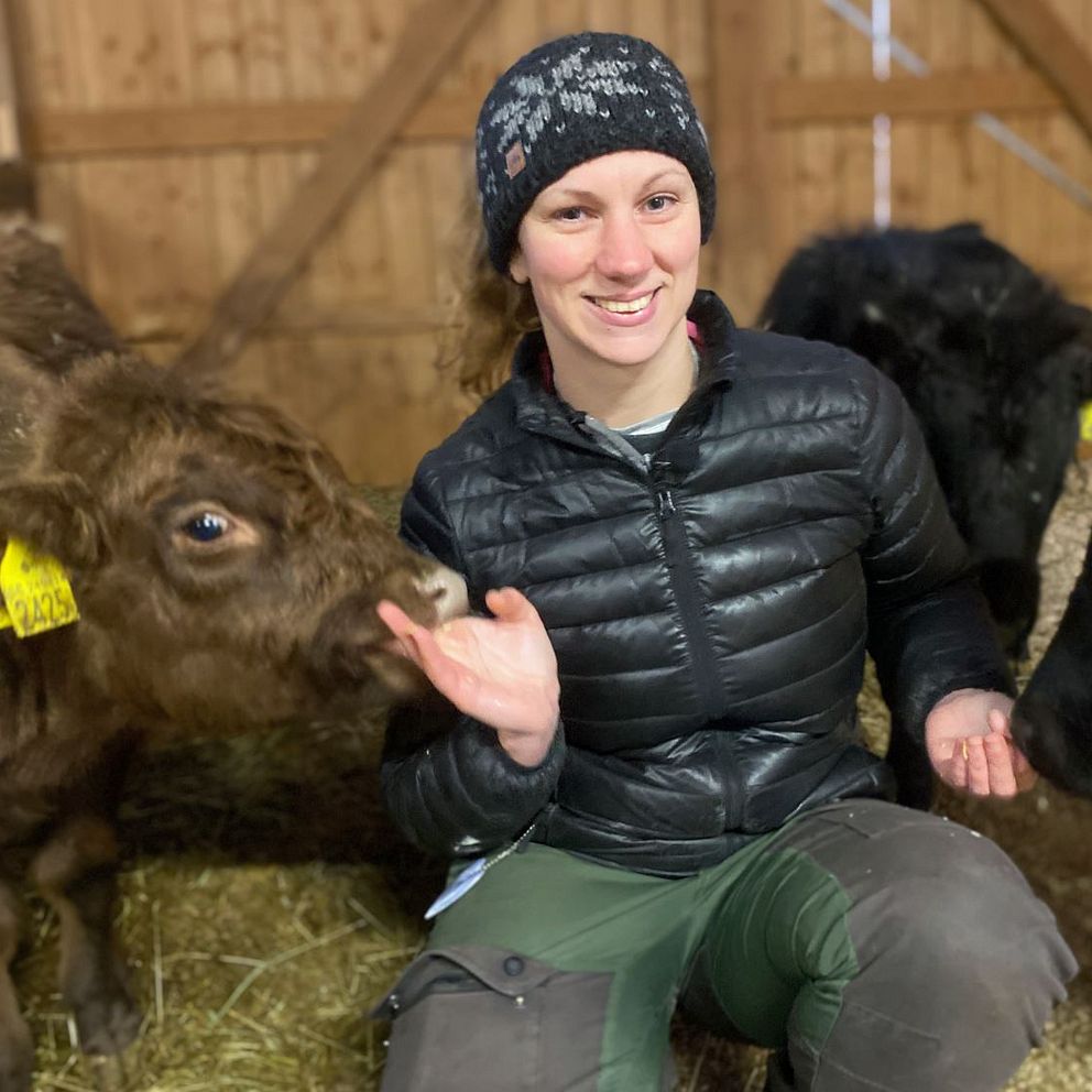 En person sitter på halm i en ladugård och interagerar med flera kalvar. En yngre kalv når fram med nosen mot personens hand, medan andra kalvar står nära. Bakgrunden visar en trästruktur av ladugården.