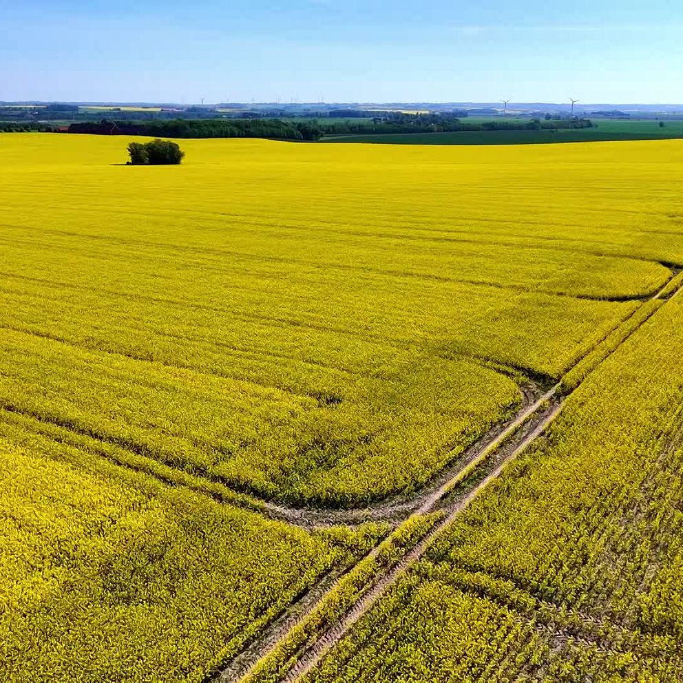 Raps i stora lass – se ett gyllene Skåne från ovan | SVT Nyheter