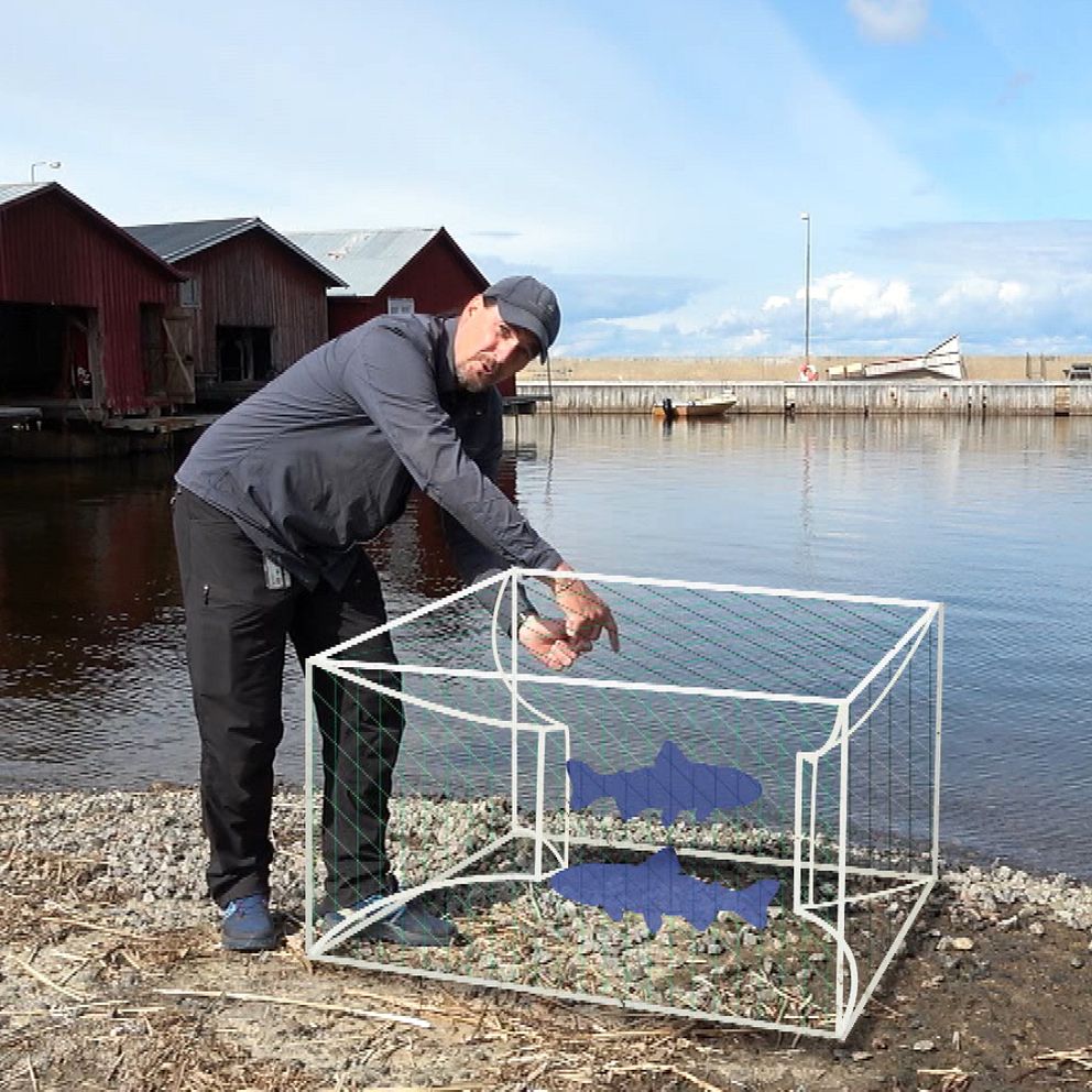 Biologen Andreas Broman visar hur en mjärde fungerar med hjälp av grafik.
