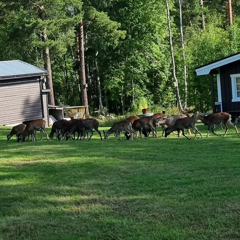 Ett gäng mufflonfår som betar på en gård mellan Falun och Grycksbo