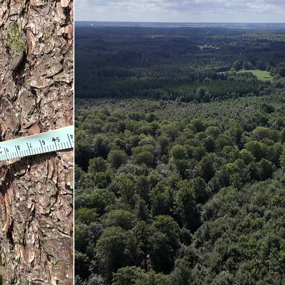 Bild på skånsk skog och mätband  runt en granstam