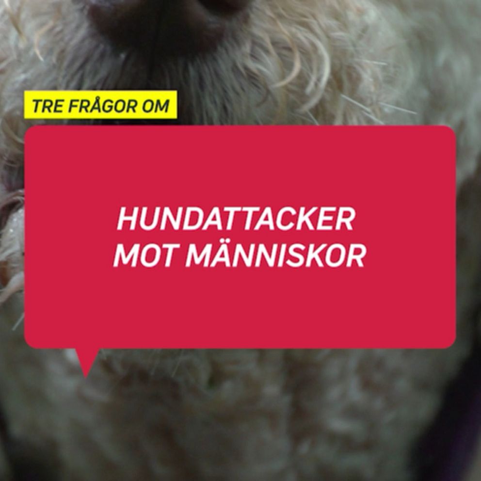 En närbild av en hunds nos är delvis täckt av en röd, textbubbla. Överst i bilden finns en liten gul fyrkant där det står ”TRE FRÅGOR OM”. I den röda textbubblan står det ”HUNDATTACKER MOT MÄNNISKOR” med stora, vita bokstäver.