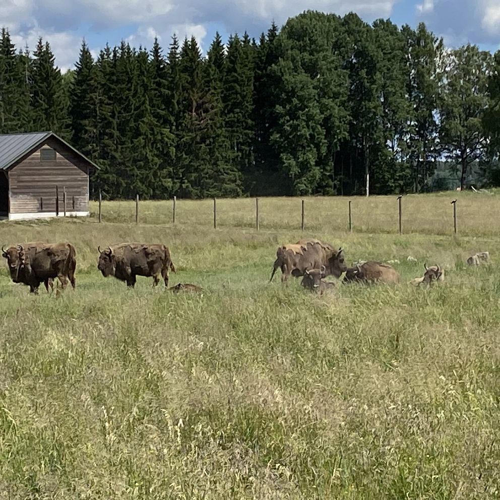 Visentparken i Avesta håller stängt – djuren oroliga av brandflygen ...