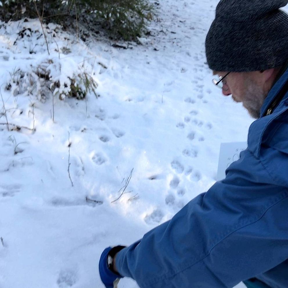 Spåren avslöjar: Varg, hund eller räv? | SVT Nyheter