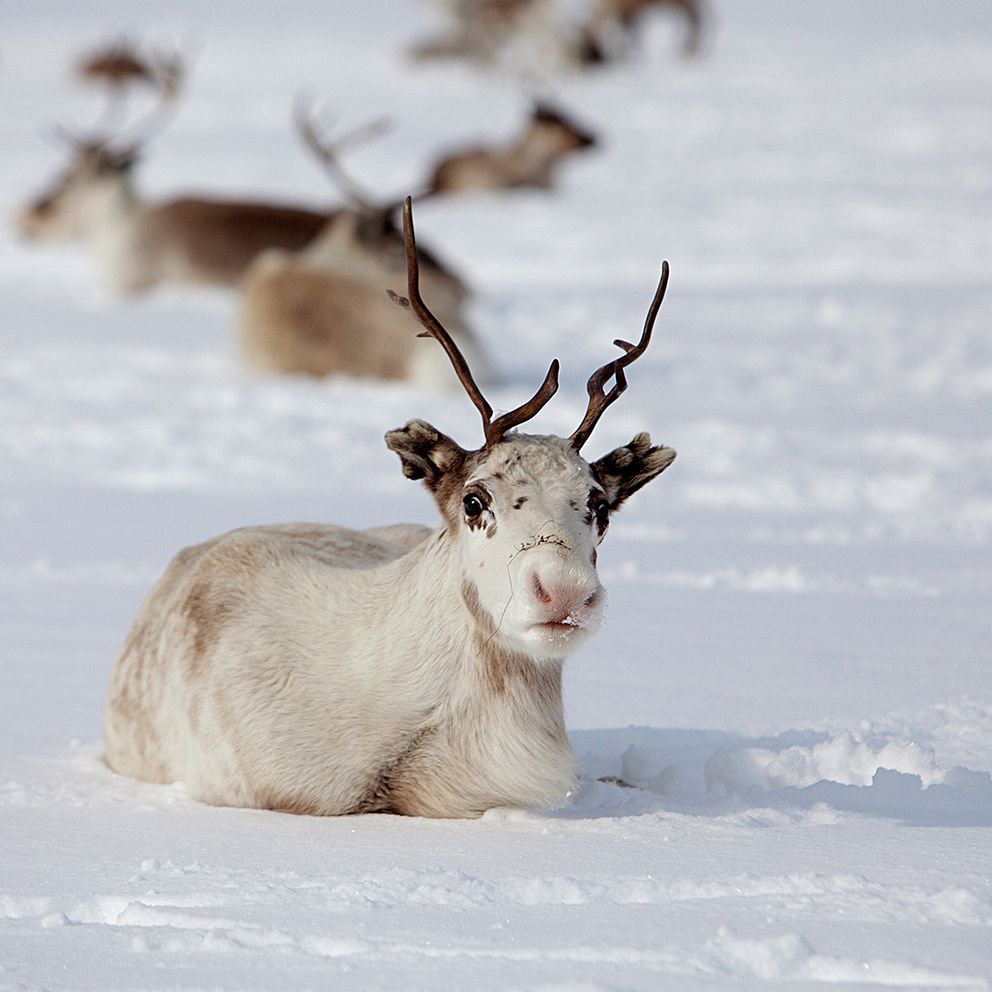 En vit ren som ligger i snön.