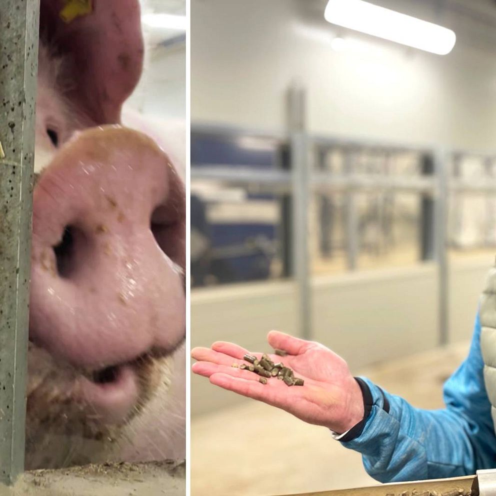 en bild på små griskultingar som diar sin mamma, och en bild på en äldre man som håller biogödsel i sin öppna hand. Han är klädd i en blå jacka med en grågrön väst utanpå, han är vithårig och ler mot kameran.