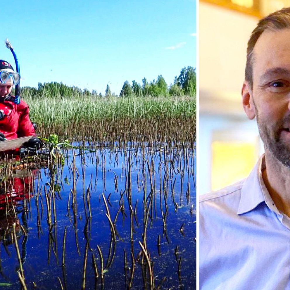 Miljömålssamordnaren Jörgen Naalisvaara berättar för SVT om några av de hundra miljösatsningarna som har gjorts i Norrbotten. På bilden syns också en dykare som arbetar med invasiva arter.