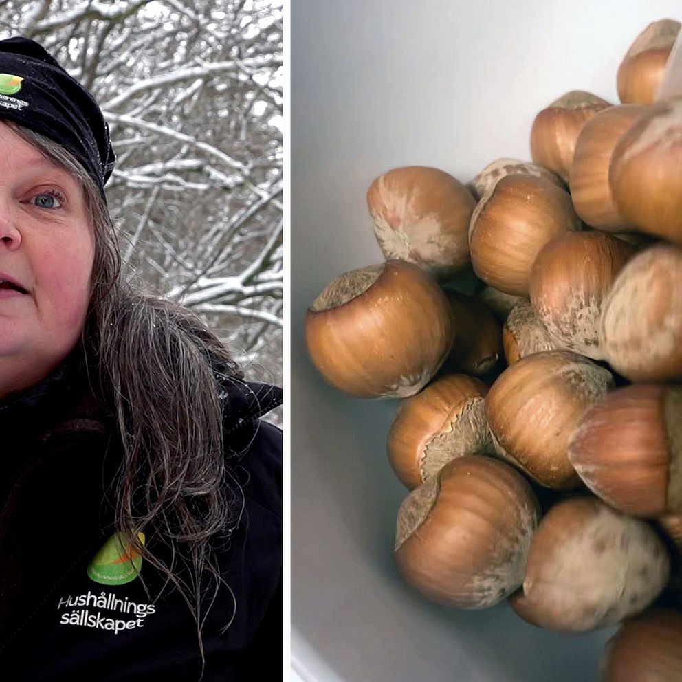 Bild på en hasselbuske och en kvinna med svart mössa. Kvinnan heter Louise Zetterholm och jobbar på Hushållningssällskapet som rådgivare. Hon tog med SVT till Osbecks bokskogar.