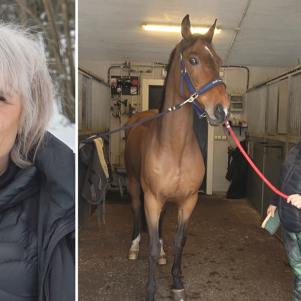 Annelie köpte skadad häst av hästförmedlaren från Sundsvall: ”Han var ...