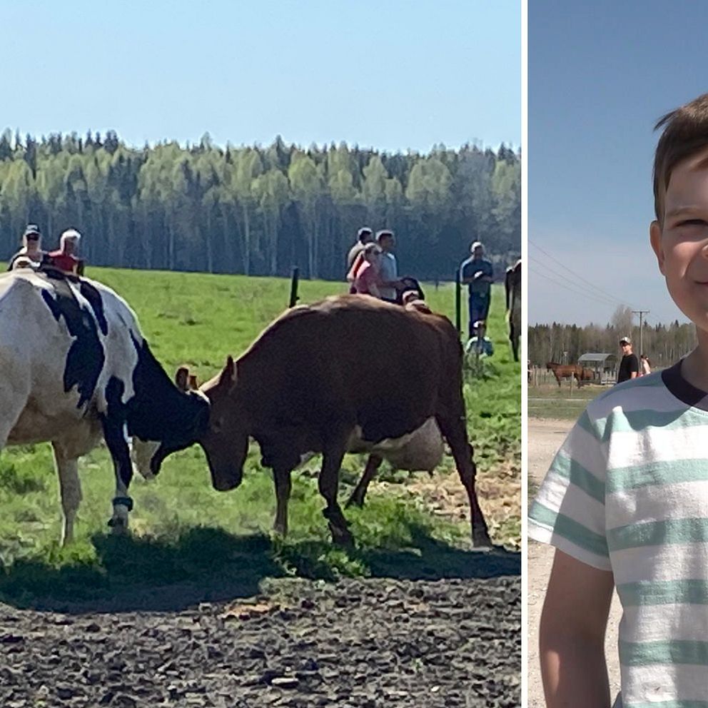 Två kor stångas i en hage vid kosläpp på Ösby naturbruksgymnasium i Sala.