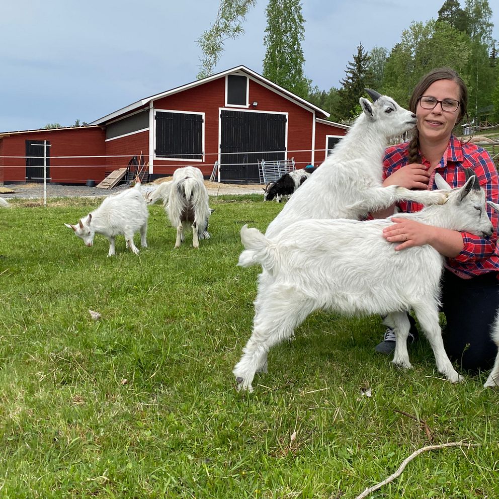Kvinna omgiven av getter framför en röd lada.