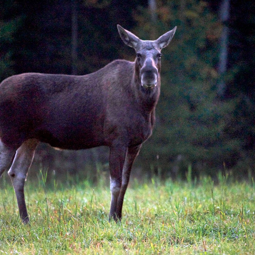 Älg på fält som blickar in i kameran
