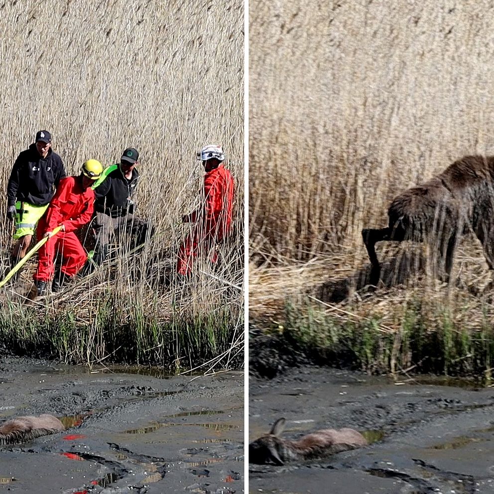 Människor drar upp älg ur lera.