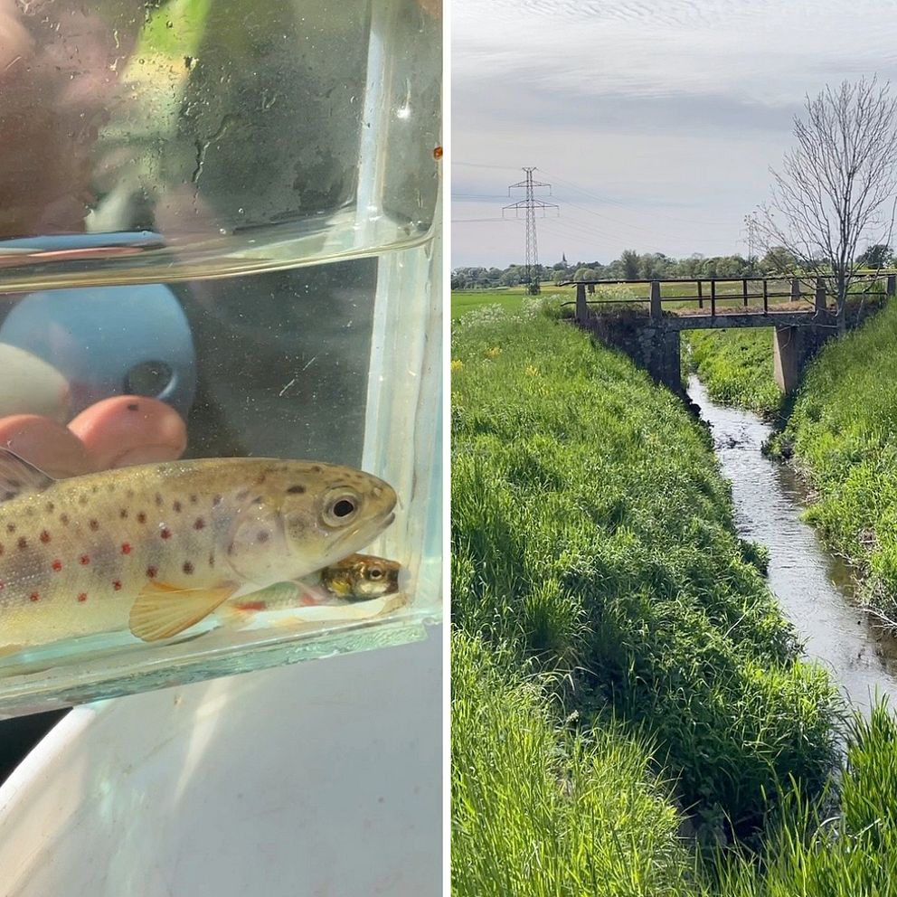 En öring i ett litet akvarium till vänster i bild. Till höger bild på Bollerupsån mellan två åkrar i Tomelilla kommun.