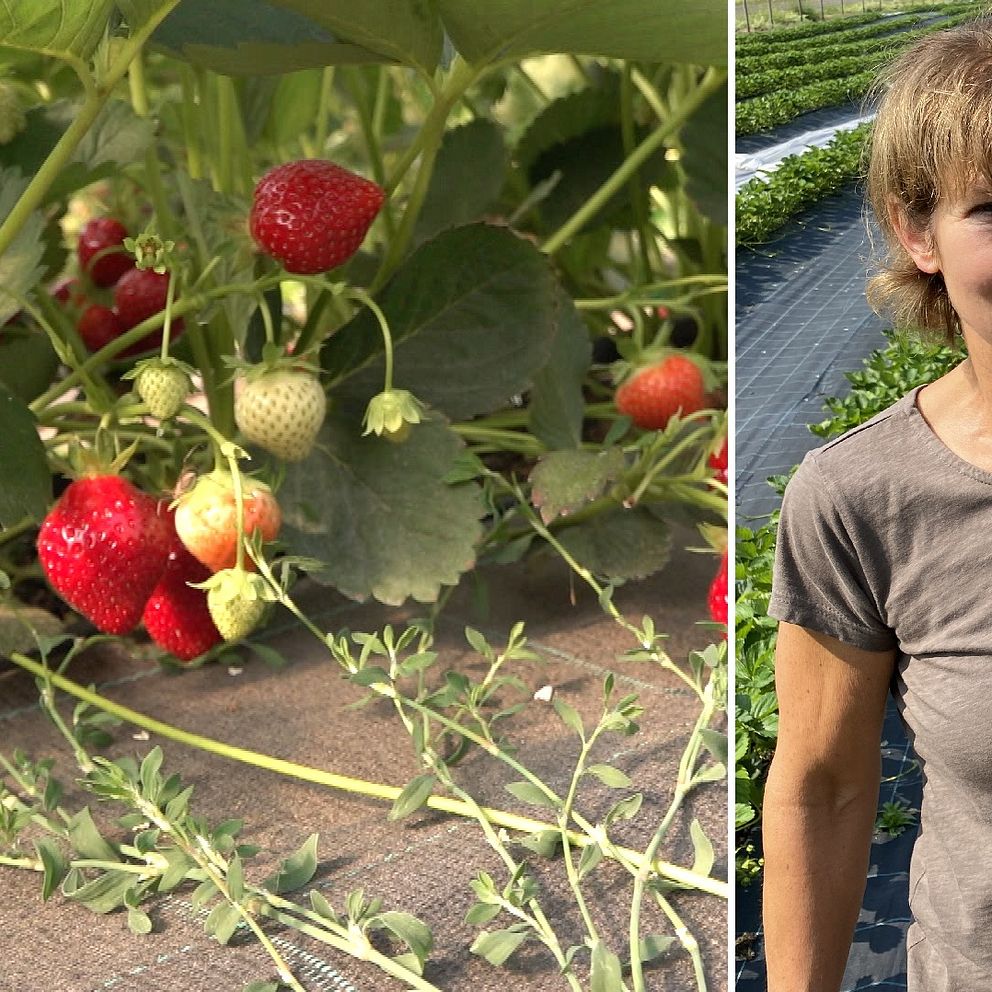 Jordgubbar på en planta och jordgubbsodlaren Bitte Wilson i Axlarp i Nässjö kommun., som står i en jordgubbsodling med en jordgubbe i handen.