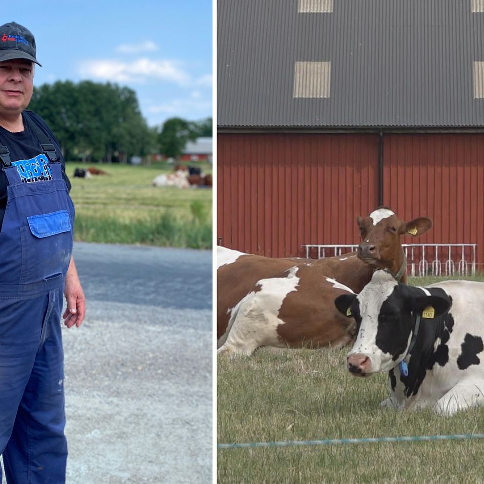 Ingemar Lundqvist vid sin gård och två kor framför en lada.