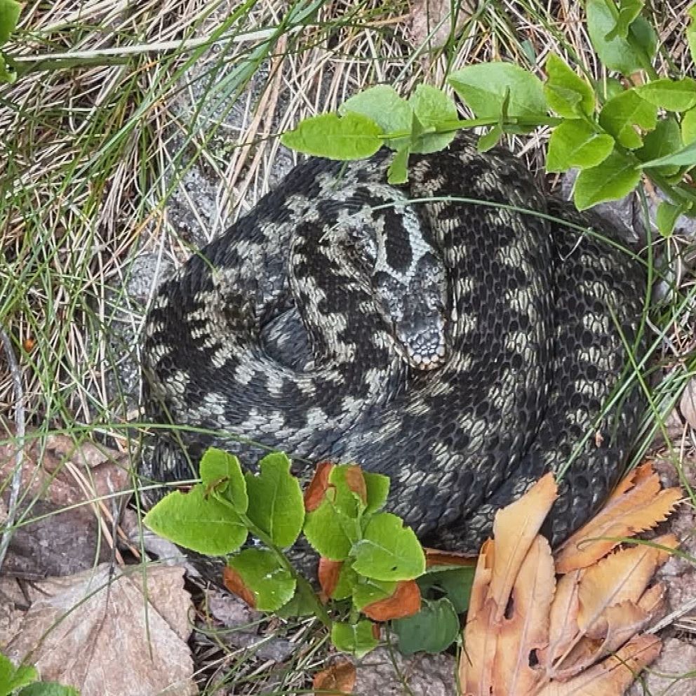 Huggorm ringlar sig i gräset bland löv och grönska.