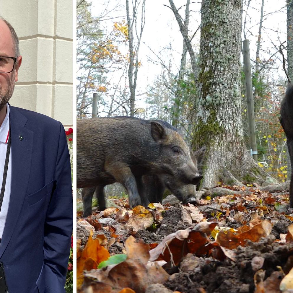 En bild på Christopher Lagerqvist och en bild på vildsvin som äter. I vänstra hörnet syns grafik som består av en pratbubbla med tre punkter i.