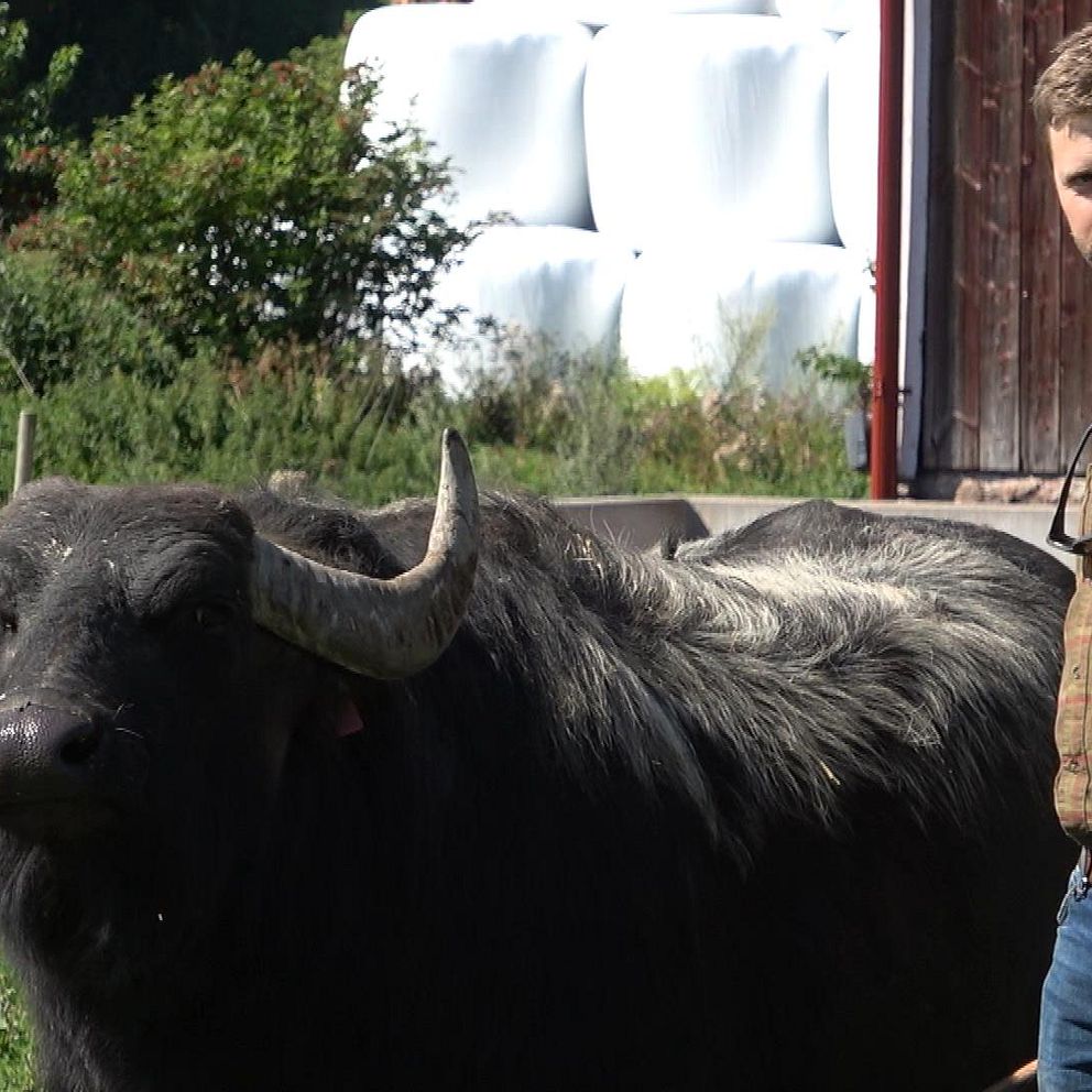 En man står brevid en vattenbuffel med korn och mörk päls, de båda står utomhus.