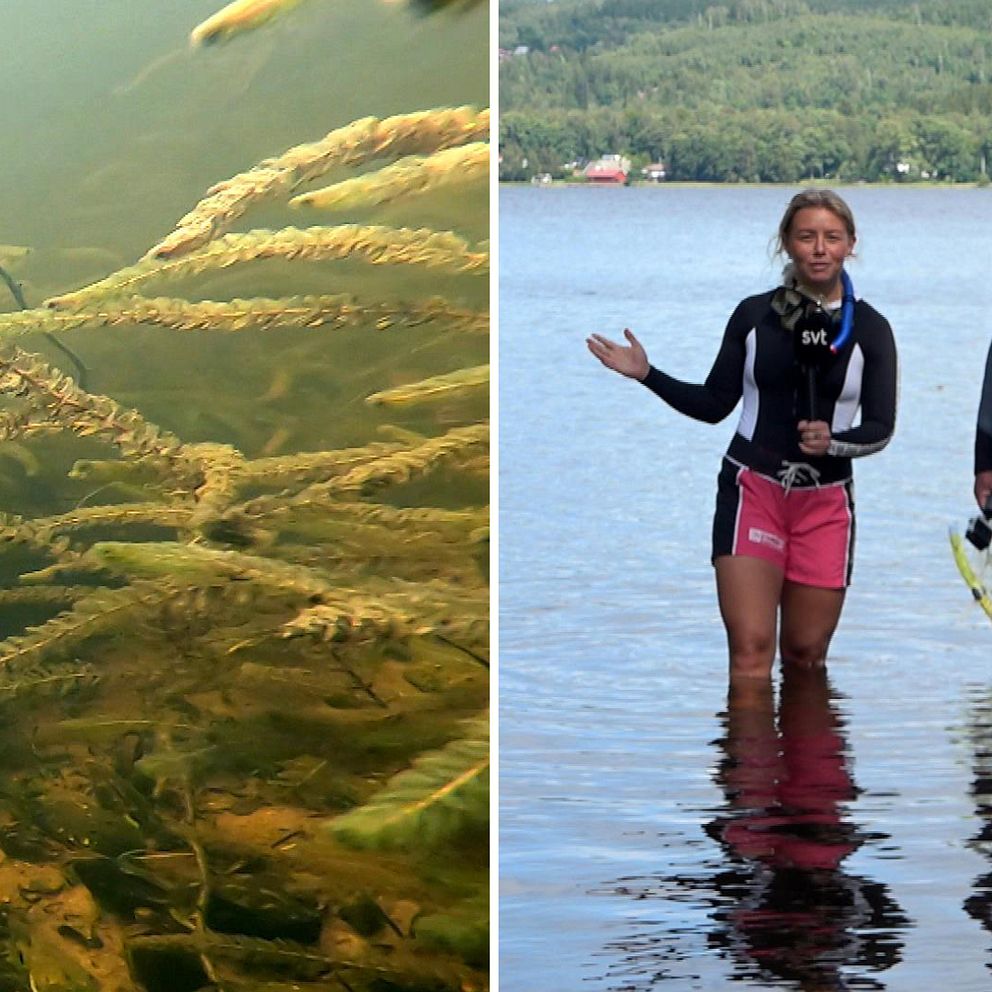 Till höger: SVT reporter och Hasse Ingemarsson står i sjö med snorkelutrustning. Till vänster: undervattensbild på sjögräs