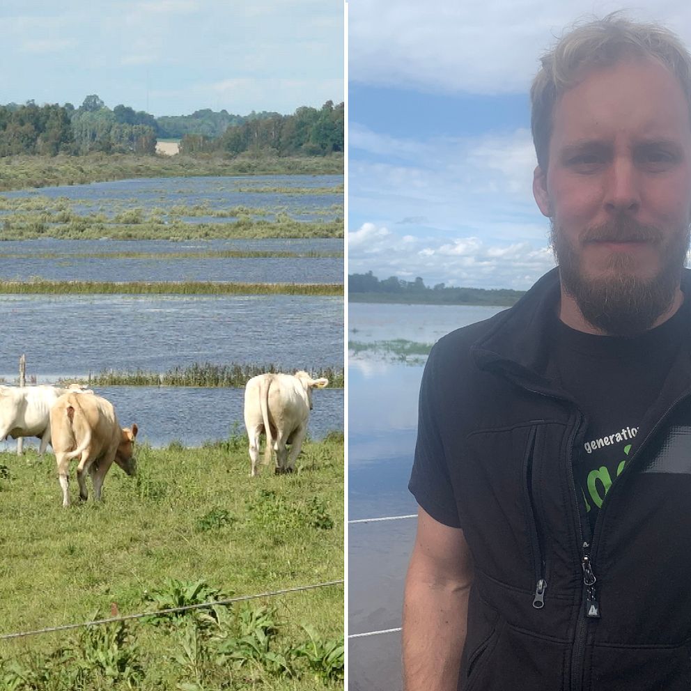 Tvådelad bild. Till vänster kor som betar, bakom dem syns översvämmad betesmark. Till höger, lantbrukare Fredrik Gehrke med översvämmad betesmark i bakgrunden.