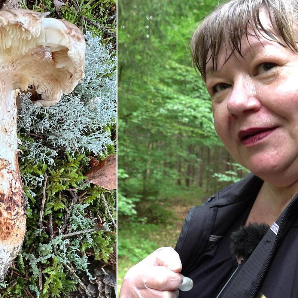 Tvådelad bild: En Goliatmusseron som är en väldigt dyr matsvamp och Malin Mobrandt, svampkonsulent, när hon är i skogen.